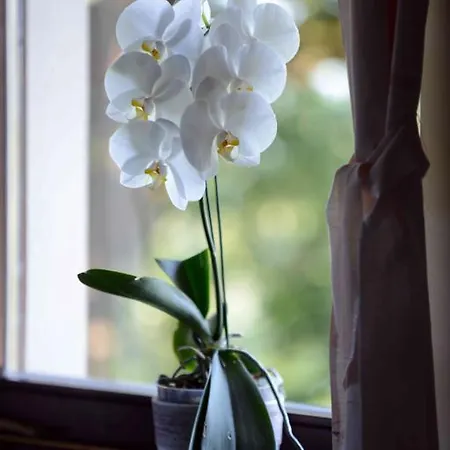 Guest house House Koprivnik 3*