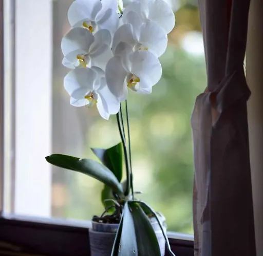 Konukevi House Koprivnik 3*